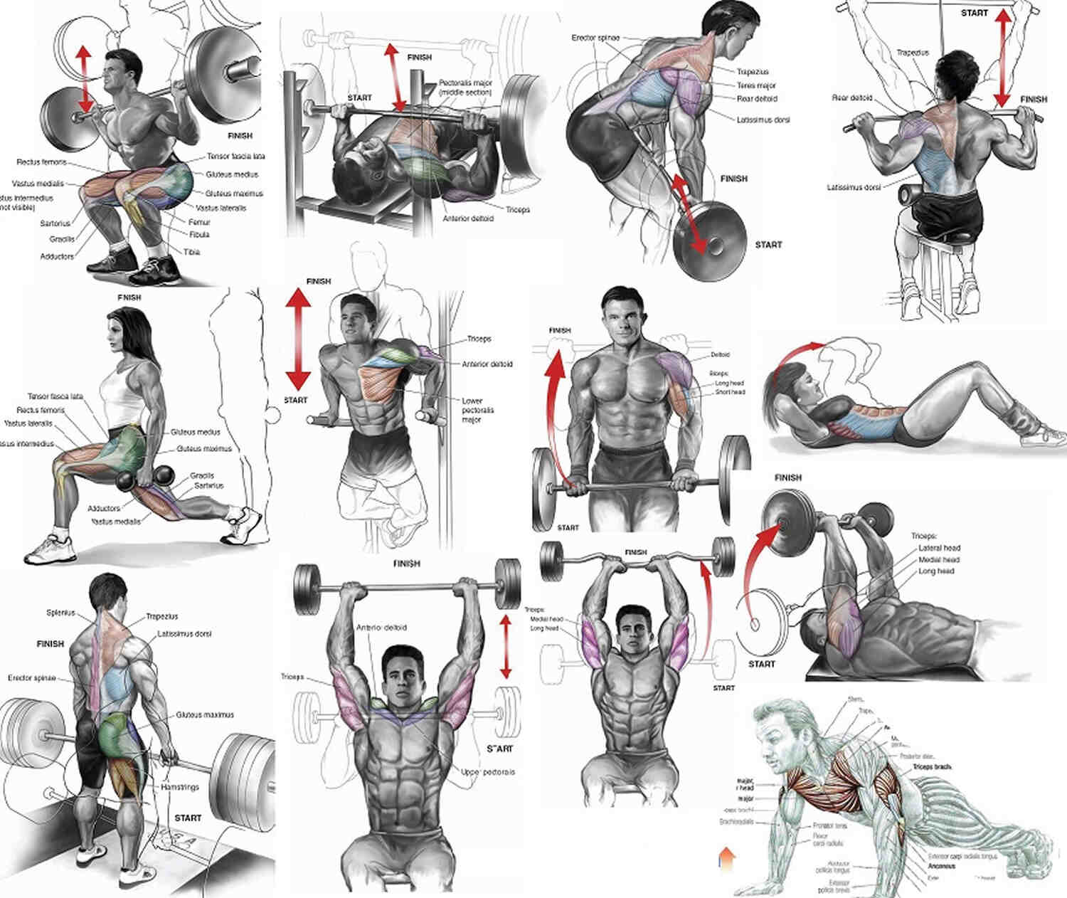 Comment Se Muscler Vite Guide Musculation Fitness