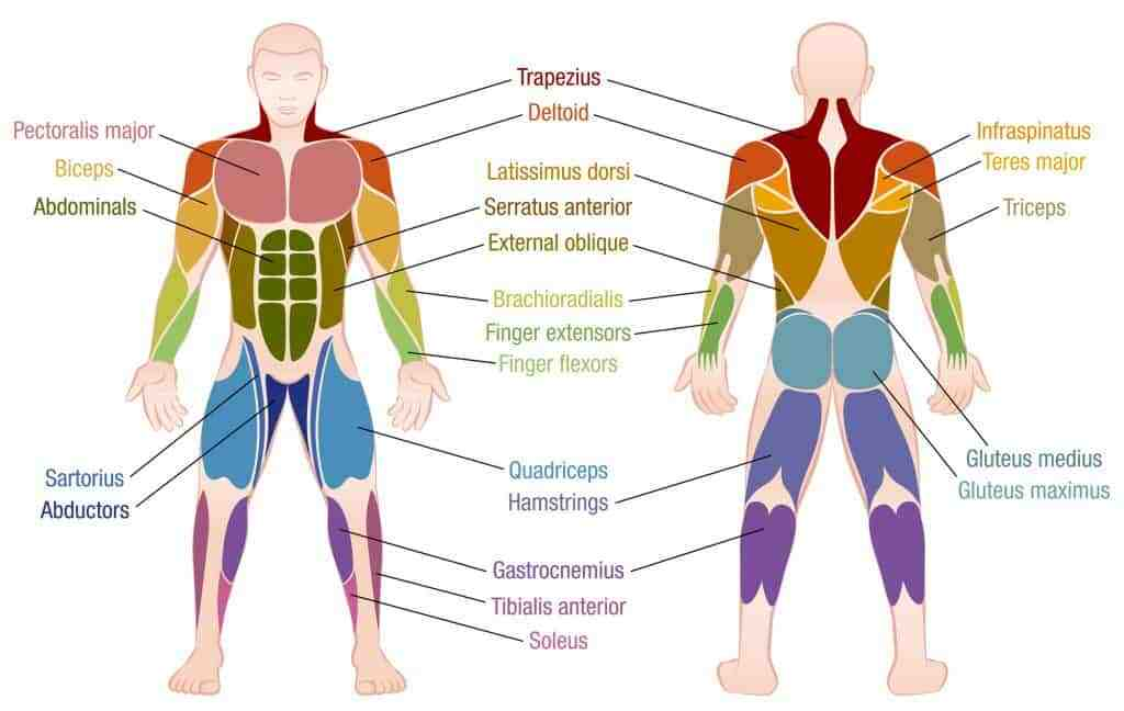 Quels sont les 6 groupes musculaires ?