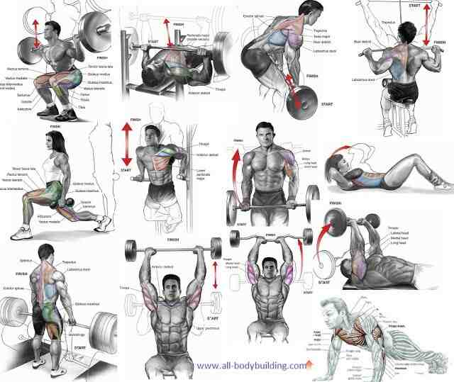 meilleurs exercices de musculation