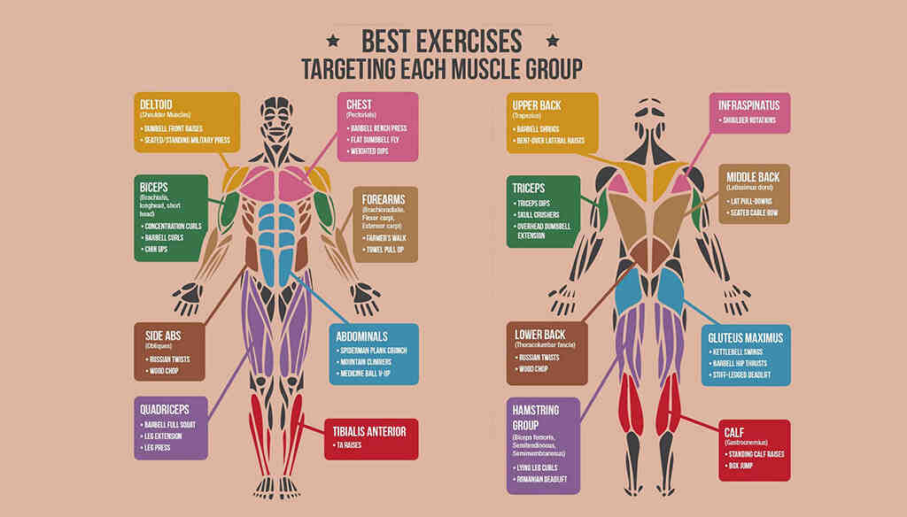 Quelle groupe musculaire travailler ensemble